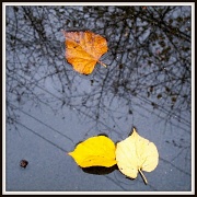 17th Nov 2011 - Three Leaves