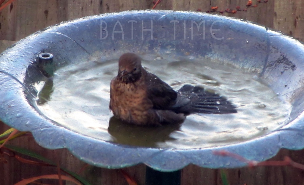 Bath Time For Mrs Blackbird  by itsonlyart