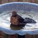Bath Time For Mrs Blackbird  by itsonlyart