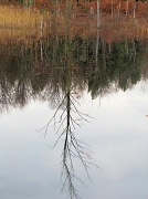 16th Nov 2011 - Reflections.