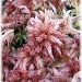red sphagnum moss by mjmaven