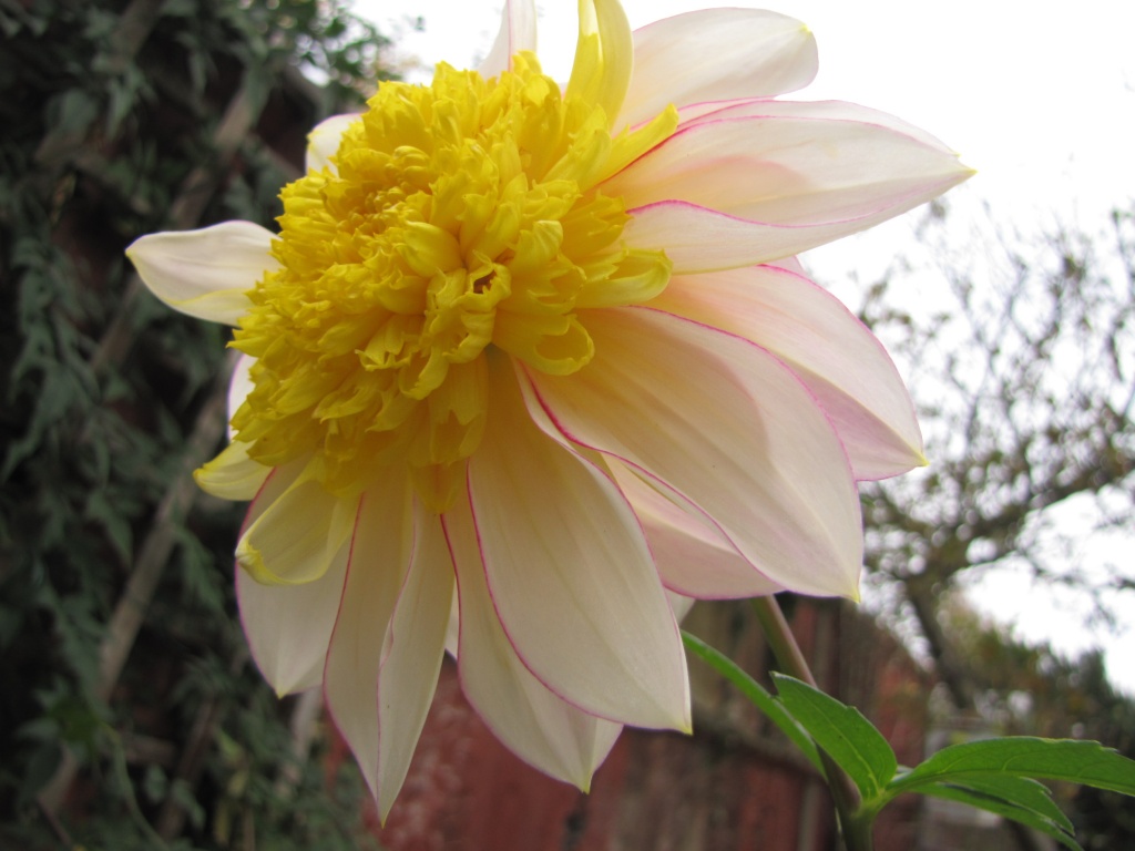 Last of the dahlias by busylady