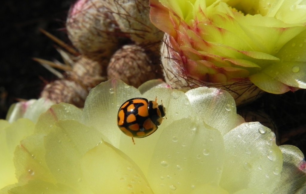 Ladybug on a Cactus Flower by salza