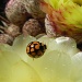Ladybug on a Cactus Flower by salza