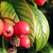 Winter Berries by itsonlyart