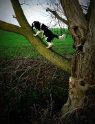 17th Nov 2011 - Monty the....dog?