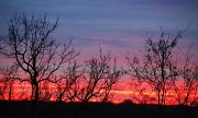 17th Nov 2011 - Treetop Sunset