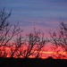Treetop Sunset by dakotakid35