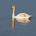 Swan Sunday by melinareyes