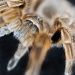 Mandibles Of A Tarantula by netkonnexion