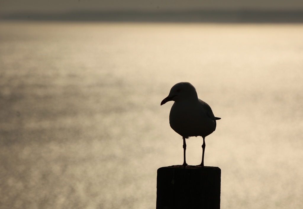 seagull silhouette  by lbmcshutter