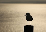 18th Nov 2011 - seagull silhouette 