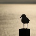 seagull silhouette  by lbmcshutter