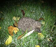 16th Nov 2011 - Hedgehog