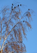 17th Nov 2011 - Early birds
