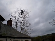 18th Nov 2011 - Ash trees having a trim.