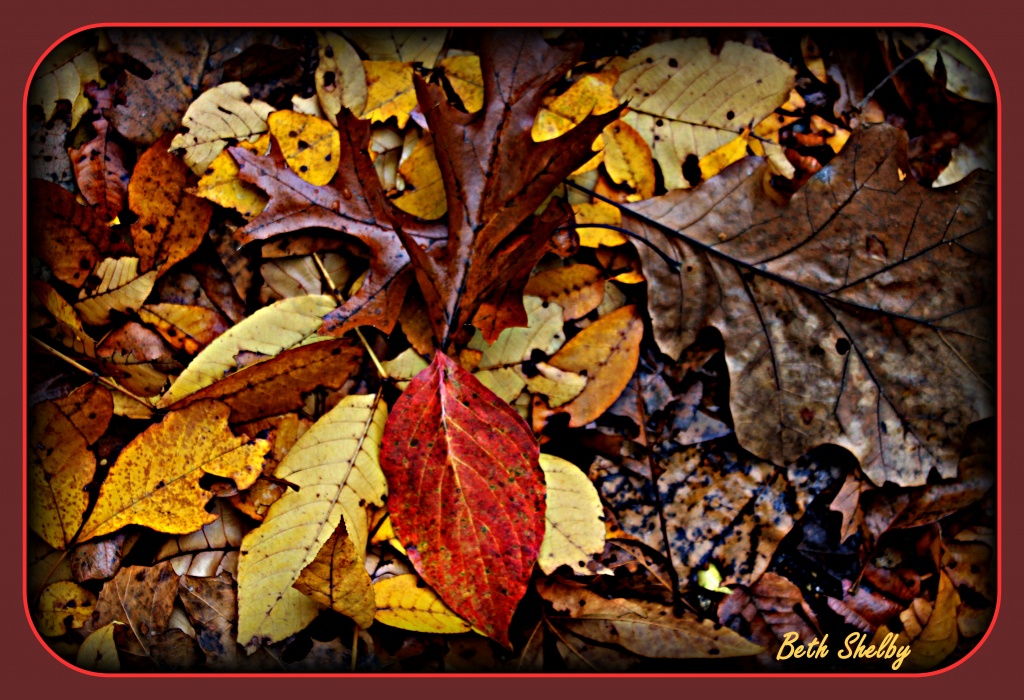 Leaves by vernabeth