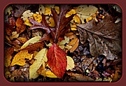 18th Nov 2011 - Leaves
