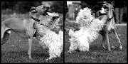 14th Nov 2011 - Just for fun: Dogs playing