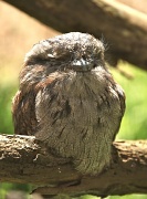19th Nov 2011 - Tawny Frogmouth - I just learnt they are not owls - but they are nocturnal birds