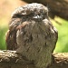 Tawny Frogmouth - I just learnt they are not owls - but they are nocturnal birds by lbmcshutter