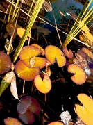19th Nov 2011 - On Golden Pond