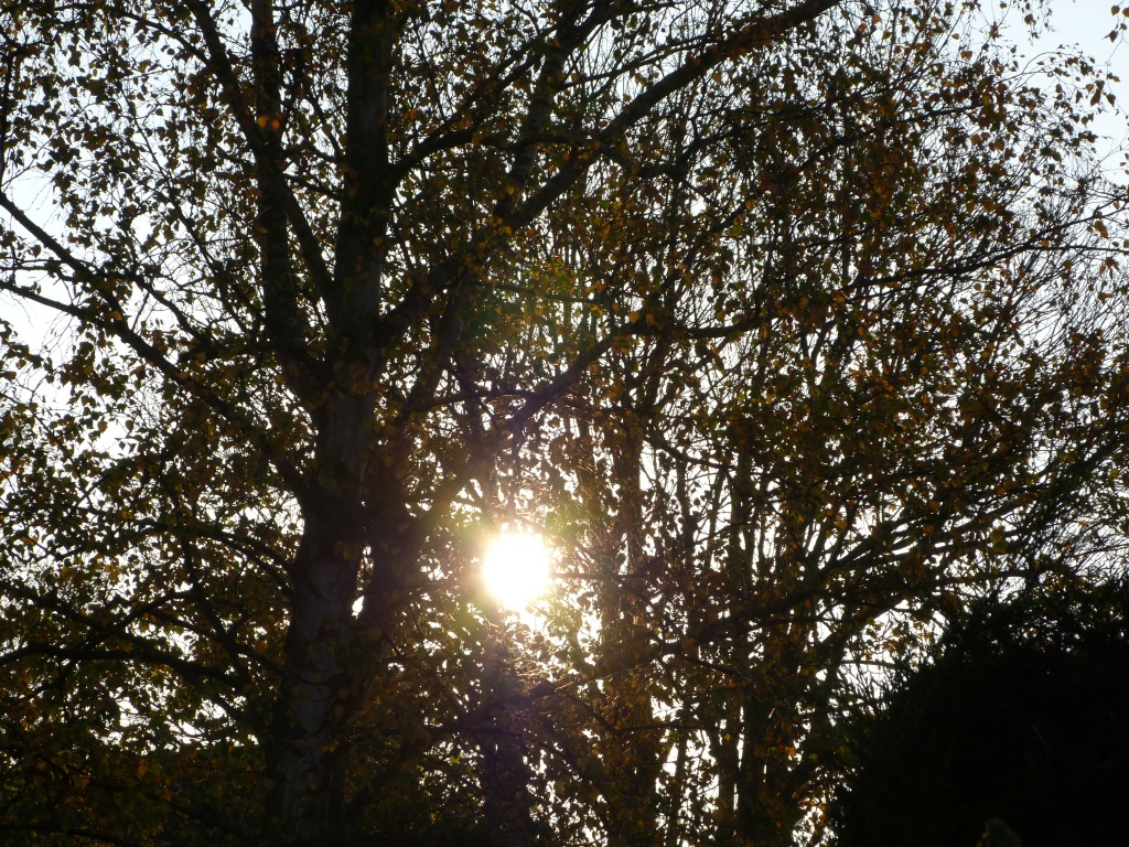 Sunlight through trees by rosiekind