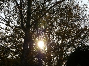 19th Nov 2011 - Sunlight through trees