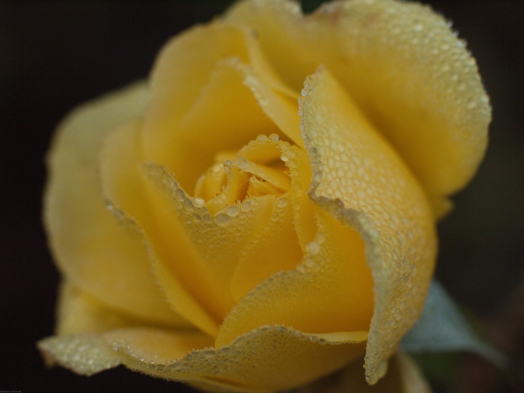 A yellow rose in November by mattjcuk