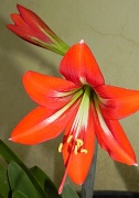 19th Nov 2011 - Flower