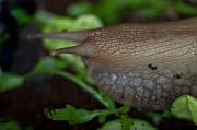 18th Nov 2011 - Portrait of a Giant African Snail