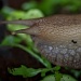 Portrait of a Giant African Snail by netkonnexion