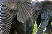 19th Nov 2011 - Baby Elephants