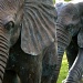 Baby Elephants by jayberg