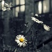 Moonlight Daisies 2 - the cropped version by bmnorthernlight