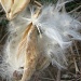 seedliings from a milkweed pod by mjmaven
