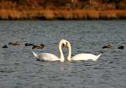 19th Nov 2011 - Swan Love
