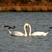 Swan Love by lauriehiggins