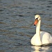 Drooling Swan by lauriehiggins