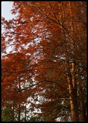 19th Nov 2011 - Cypress