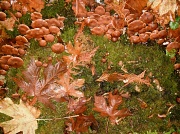 19th Nov 2011 - Magic Mushrooms
