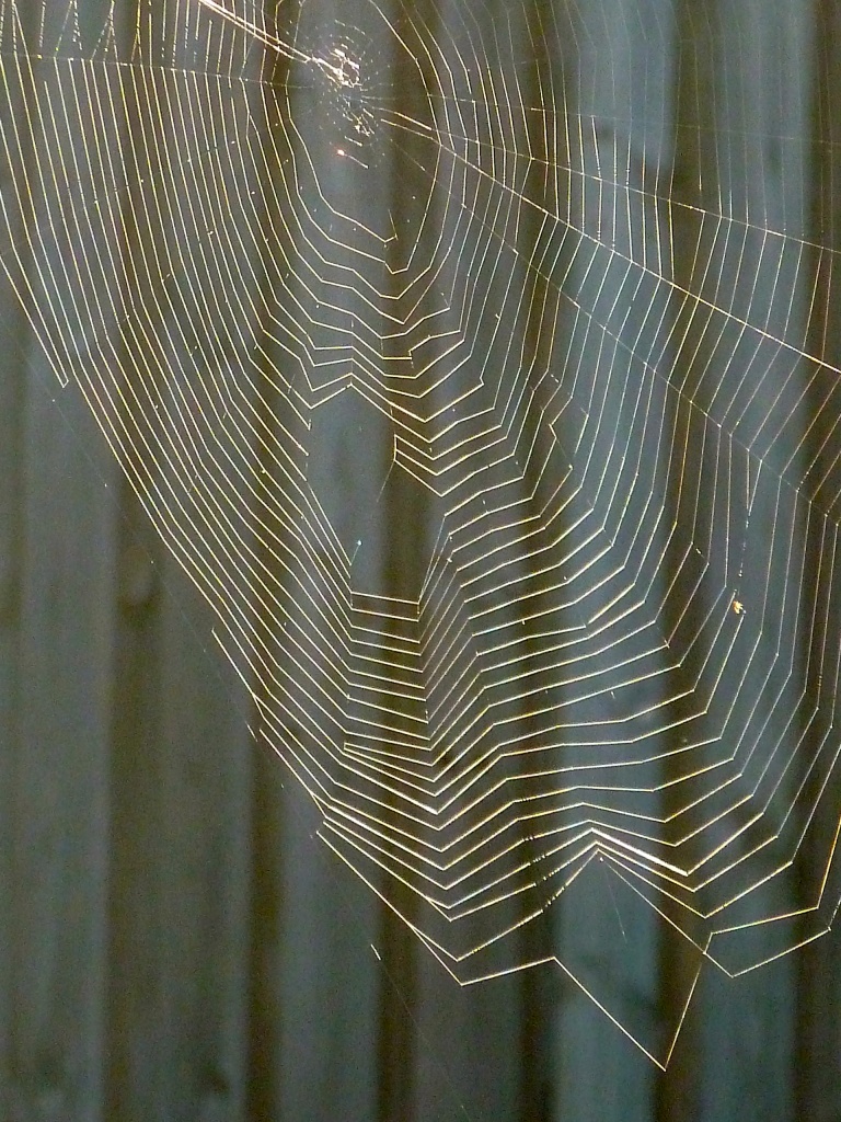 Spider Web by kjarn