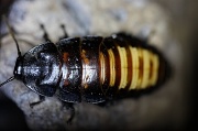 19th Nov 2011 - Madagascar hissing cockroach [1]