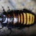 Madagascar hissing cockroach [1] by netkonnexion
