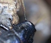 19th Nov 2011 - Madagascar hissing cockroach [3] - head