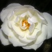 White Rose - November by judithdeacon