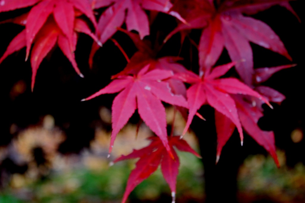 Red Japanese Maple Leaves by vernabeth