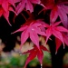 Red Japanese Maple Leaves by vernabeth
