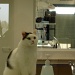 Just for fun: The vet's cat by parisouailleurs