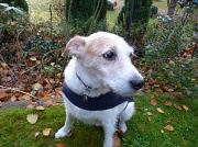 20th Nov 2011 - Our friend's dog Milo